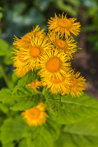 Inula helenium or horse-heal or elfdock many yellow flowers with green. High quality photo