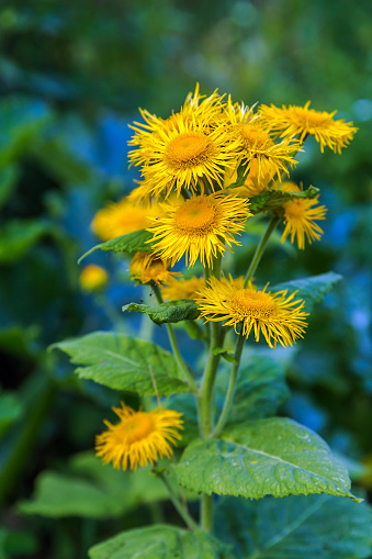 Inula helenium or horse-heal or elfdock many yellow flowers with green. High quality photo