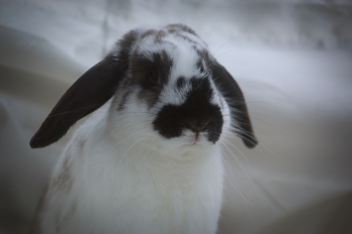 Rabbit photoshoot