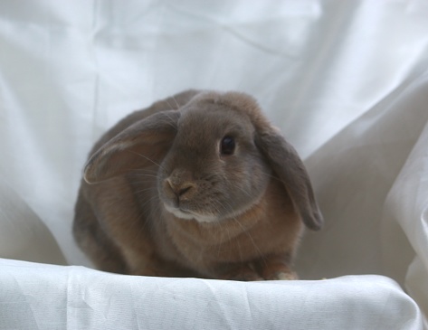 Rabbit photoshoot