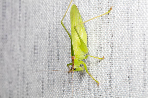 Extreme Close Up of Japanese Leaf bug