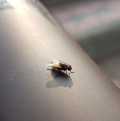 House fly. the flies are insect carriers of cholera disease.