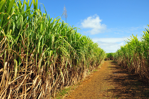Surinam, Savanne District, Mauritius: sugarcane plantation - introduced by the Dutch in 1639, sugar has traditionally been Mauritius' main agricultural export. The islands's favorable climate and fertile soil allow for the cultivation of high-quality sugarcane.