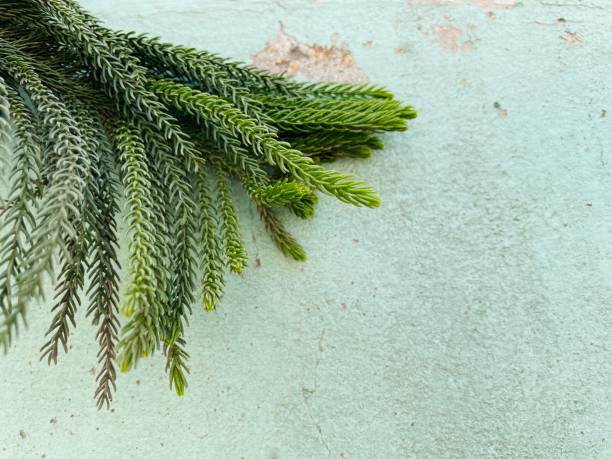 Pine trees brunches on textured wall background Pine trees brunches on textured wall background chinese arborvitae stock pictures, royalty-free photos & images
