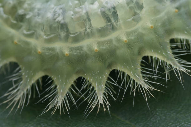 istock Lepidoptera larvae in the wild, North China 2030192358