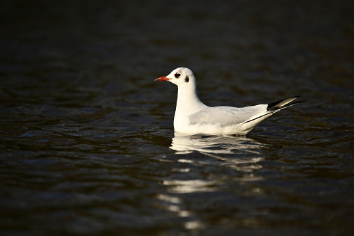Black-Headed Gull Bird Floating On Water\n\nPlease view my portfolio for other wildlife photos.