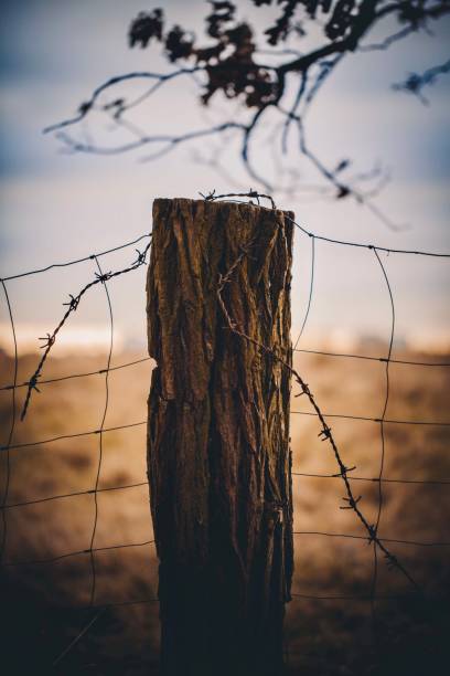istock Tree behind a fence with barbed wire. 2030194692