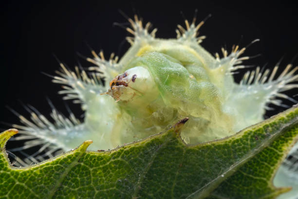 istock Lepidoptera larvae in the wild, North China 2030198111