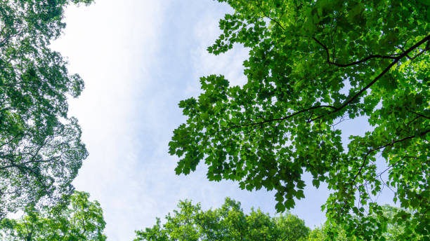 istock Summer blue sky and fresh green landscape 2030200378