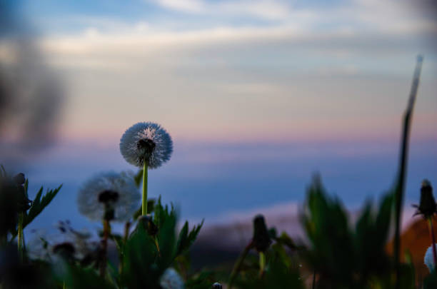 Dandelions illuminated by the morning sun at Shibu Pass ,Nagano Prefecture,Japan