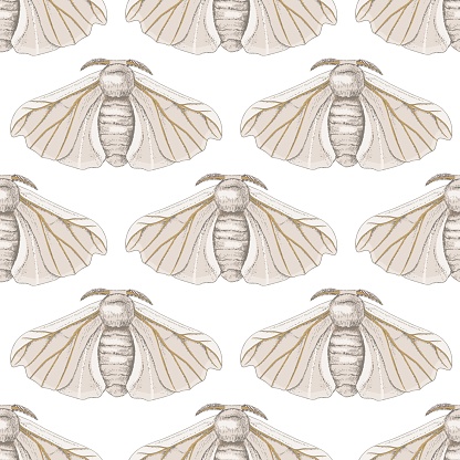 Sitka Moth Pattern Seamless Silk Moth Pattern On A White Background Stock Illustration ...