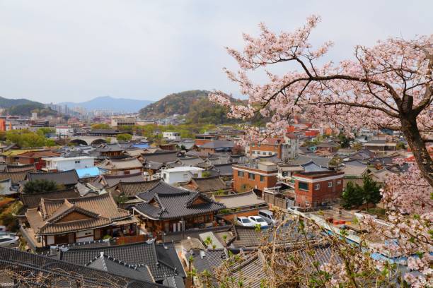 Jeonju Hanok Village with spring cherry blossoms