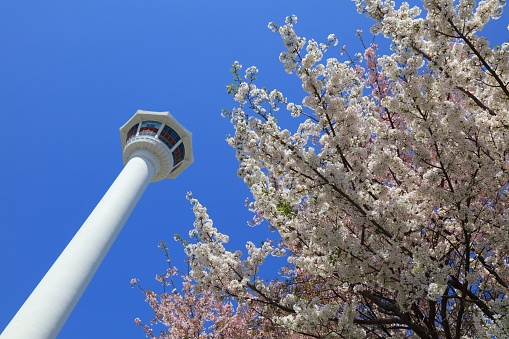 Cherry blossoms in Busan, South Korea. Park view with Busan Tower.