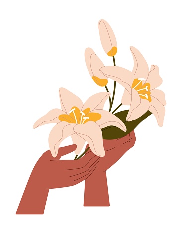 Woman holds bouquet of lily. Female hands with bunch of elegant flowers. Innocence posy, nature gift. Beautiful blossom cut plants. Sensitivity. Flat isolated vector illustration on white background.