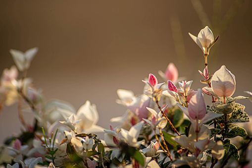 beautiful fresh blooming spring magnolia. selective focus, blur.