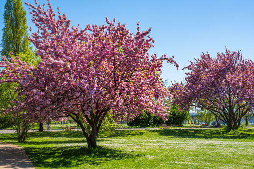 Cherry trees in full blossom