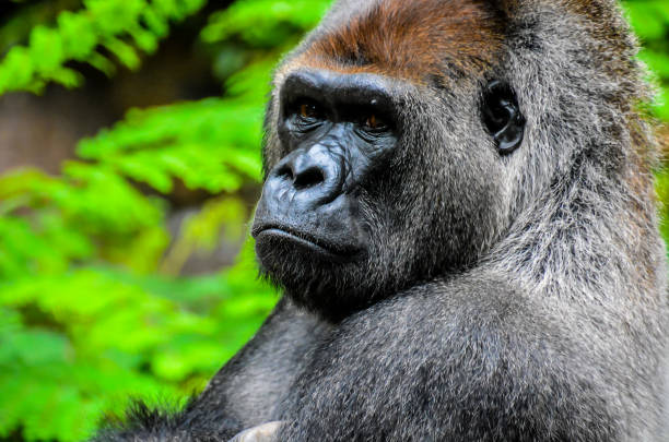 istock Strong Adult Black Gorilla 2030226095