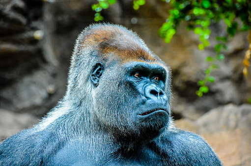 Big mountain gorilla in tropical rainforest at Rwanda.