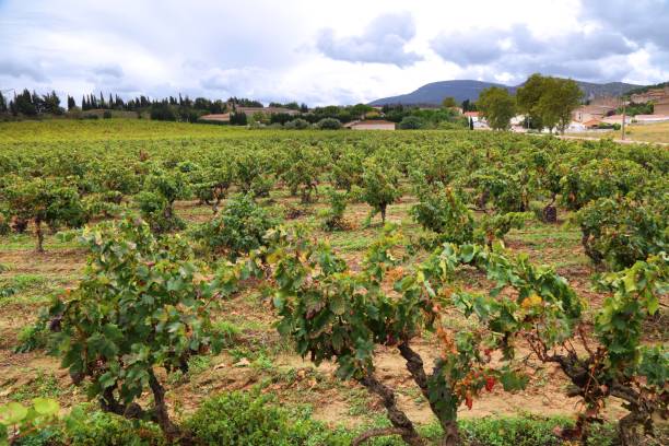 istock Corbieres AOC vineyard in France 2030232205