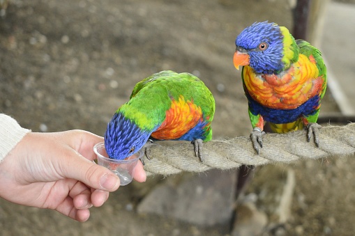 Close up of two colourful lorikeet birds sitting on a rope, a human hand is holding a pot of food for the birds to feed.  One bird is eating from the dish