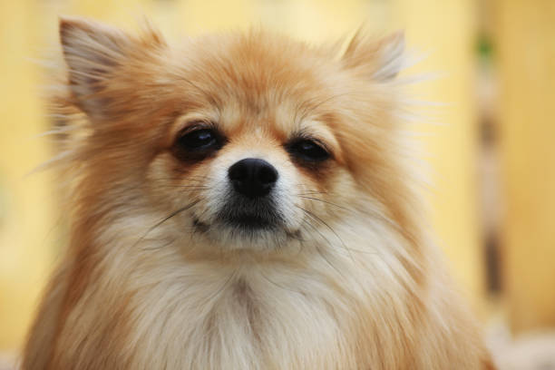 A quirky fluffy Pomeranian dog portrait