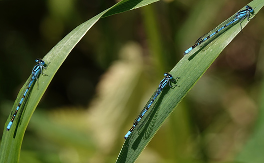 Three common blue damselflies in the wild.