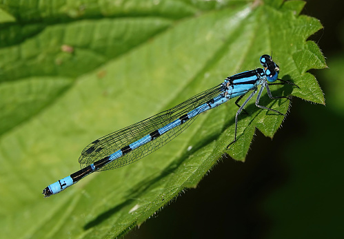 A common blue damselfly in the wild.