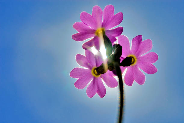 bird's-eye primrose (Primula Farinosa) in back light, near Wallgau, Upper Bavaria, Germany