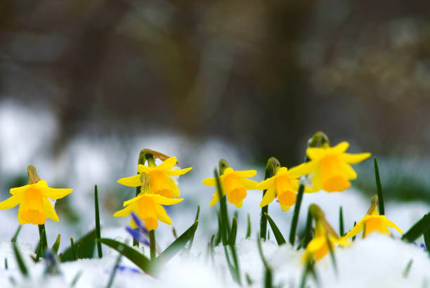 istock wild daffodil or Lent Lily (narcissus pseudonarcissus) in snow, Munich, Bavaria, Germany 2030242877