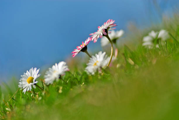 Blooming spring field with small white daisies.