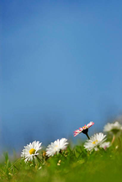 Blooming spring field with small white daisies.