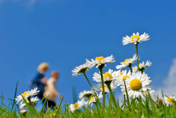 closeup of daisies  (Bellis perennis)