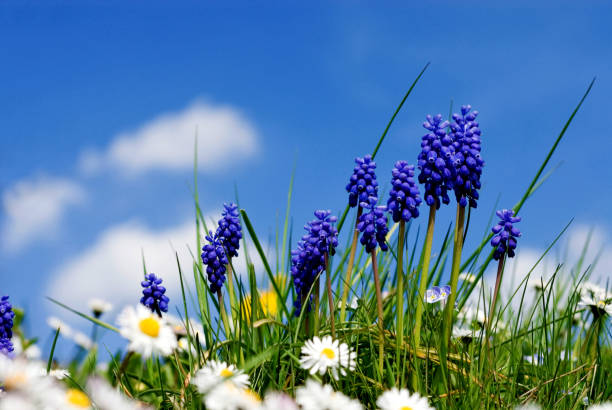Grape Hyazinth (Muscari botryoides) Bavaria, Germany