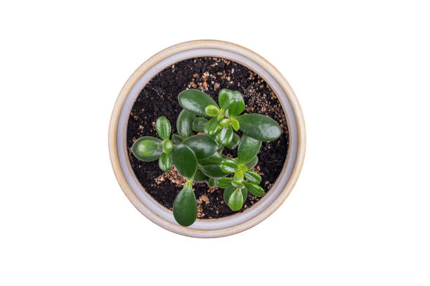 istock Succulent houseplant Crassula in a pot on a white background. 2030243798