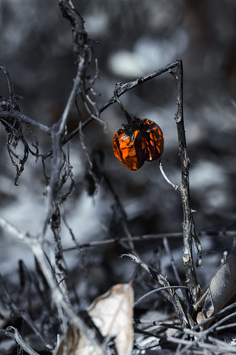 A closeup shot of a fruit on a charred branch