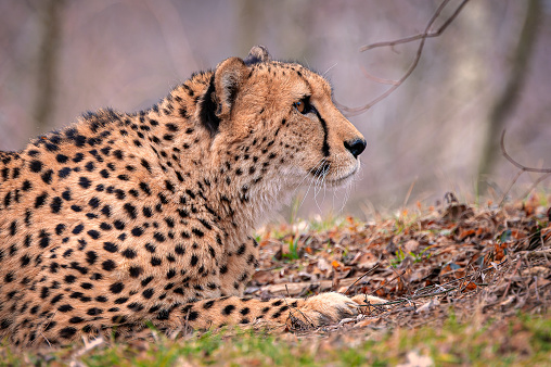 A cheetah in a field observing the surroundings