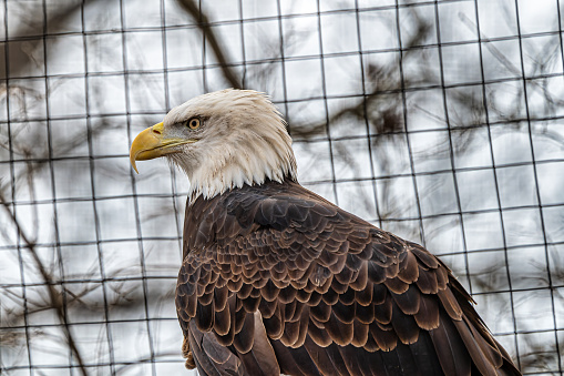 A majestic bald eagle perched on a tree branch gazes into the distance