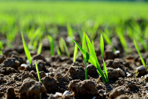 istock young shoots of a cereal plant, backlit, wheat, rye or barley 2030246076