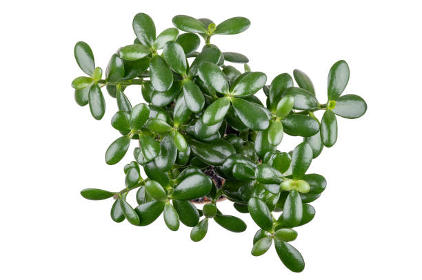 istock Succulent houseplant Crassula in a pot on a white background. 2030246077