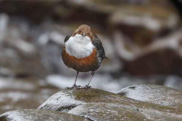 curious dipper by river usk - river usk imagens e fotografias de stock