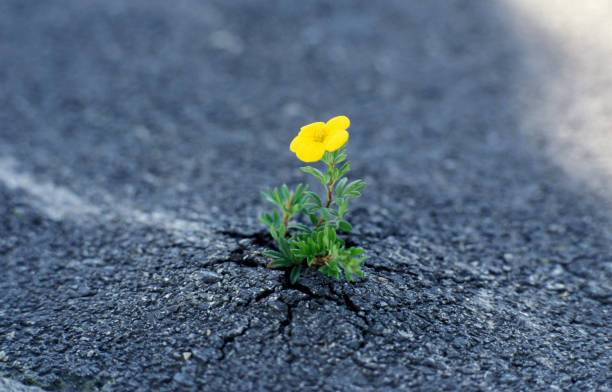 istock shrubby cinquefoil (Potentilla fruticosa) seems to break through asphalt 2030246082