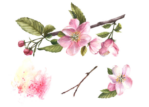 istock Branch of an apple spring blossom tree, flowers, buds, springtime blooming watercolor illustration. 2030248277