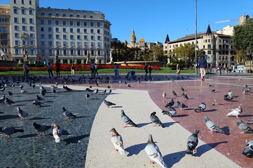 Pigeons of Placa Catalunya square in Barcelona city, Spain. Focus on front pigeons.