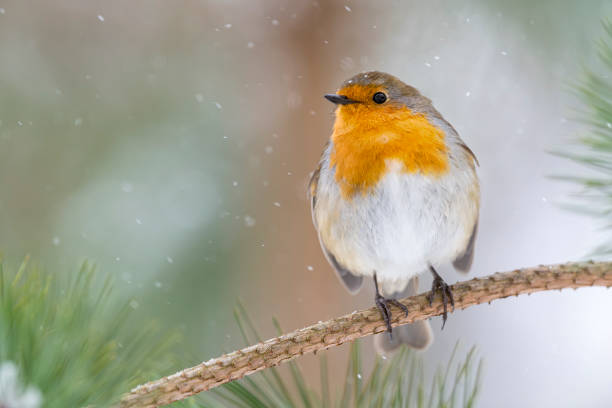 Winter Robin: Red-breasted Bird Perched on Snow-covered Pine Branch