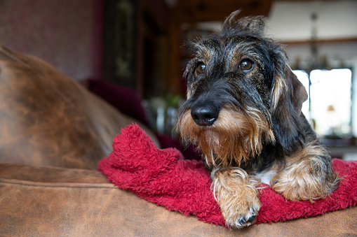 Beautiful wire haired dachshund resting at couch