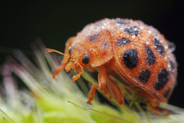 istock Ladybugs on wild plants, North China 2030253016