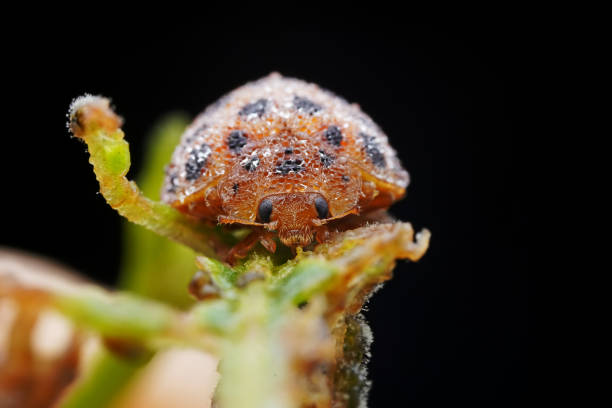 istock Ladybugs on wild plants, North China 2030254588