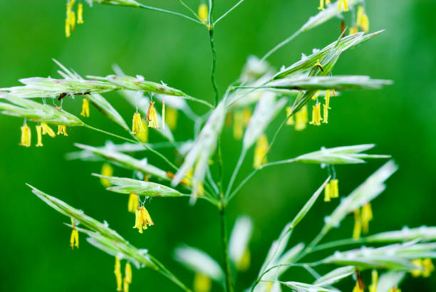 erect brome (bromus erectus) upright trespe, altmühltal, bavaria, germany - altmühltal imagens e fotografias de stock