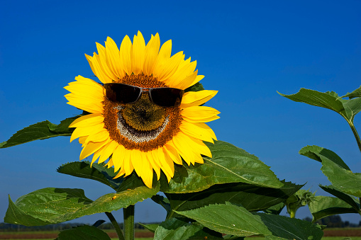 common sun flower (Helianthus Annuus) with sun glasses and smiling