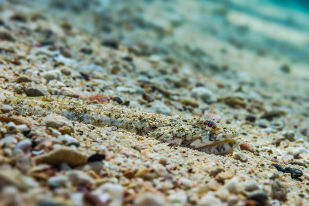 A master of disguise, the Clearfin Lizardfish blends seamlessly into the sandy seabed of the Red Sea, showcasing nature's camouflage at its finest.